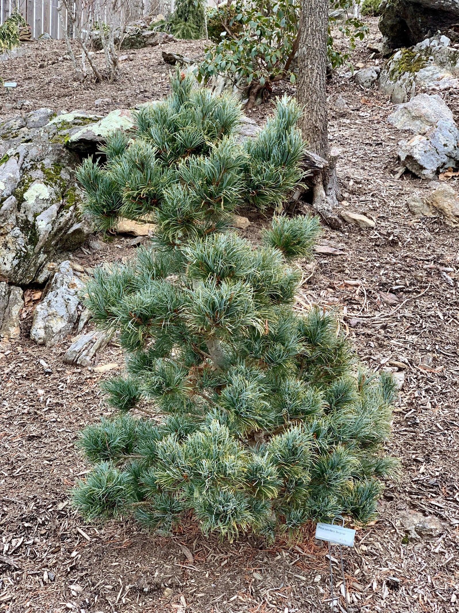 Pinus parviflora Bergman 4
