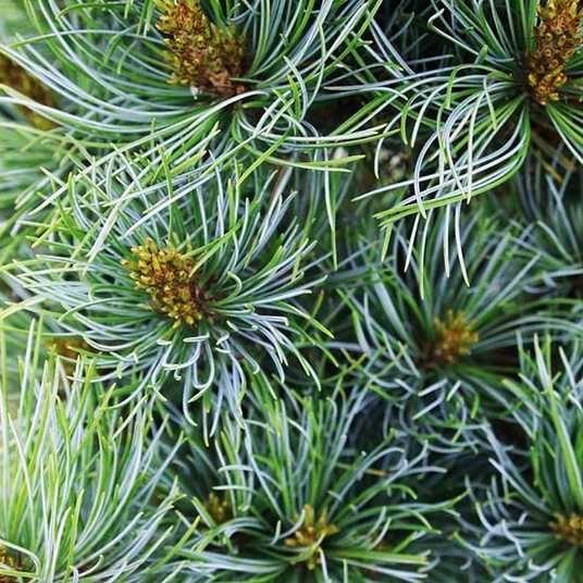 Pinus parviflora Bergman 5