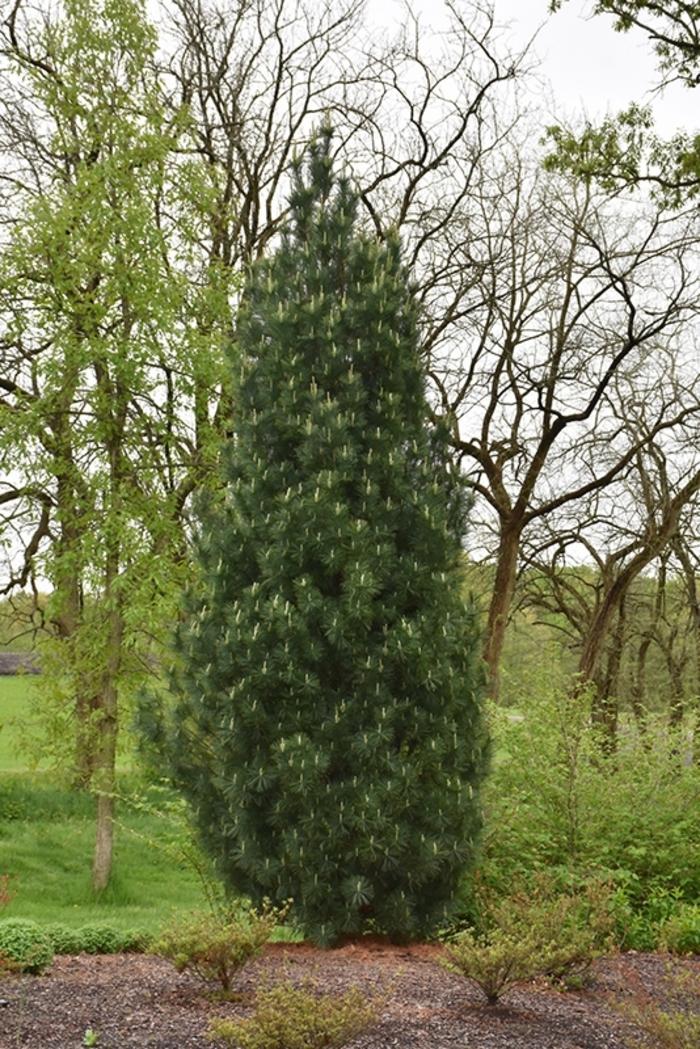 Pinus strobus Stowe Pillar .jpgg