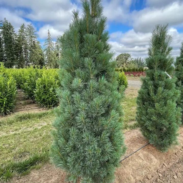 Pinus strobus Stowe Pillar 2