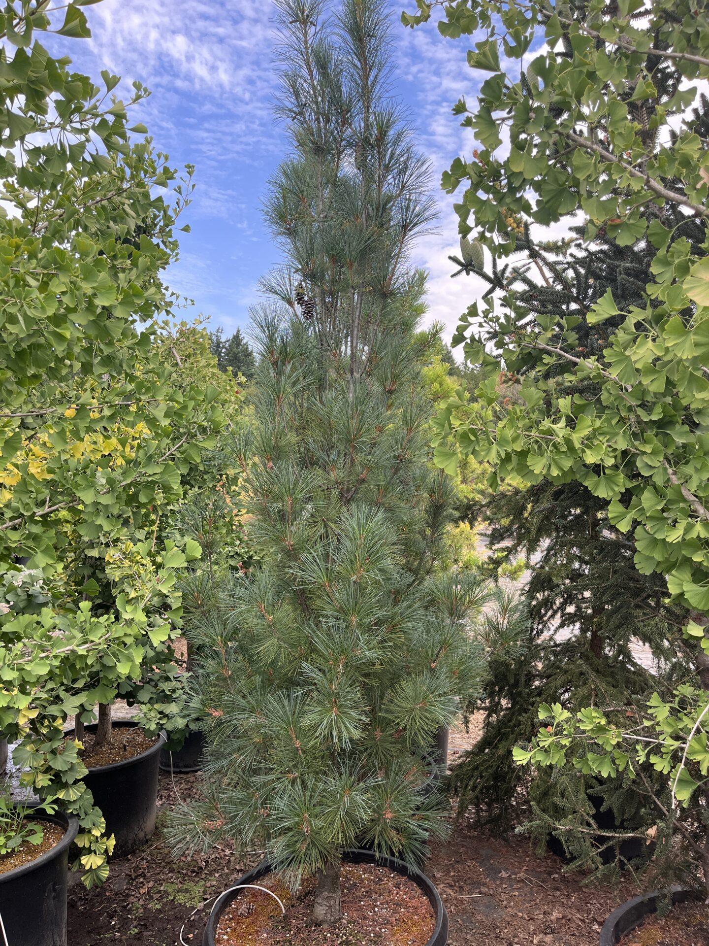 Pinus strobus Stowe Pillar 3