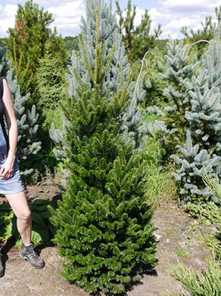 abies alba fastigiata 1