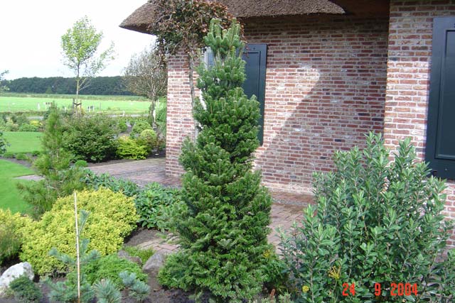 abies alba fastigiata 2