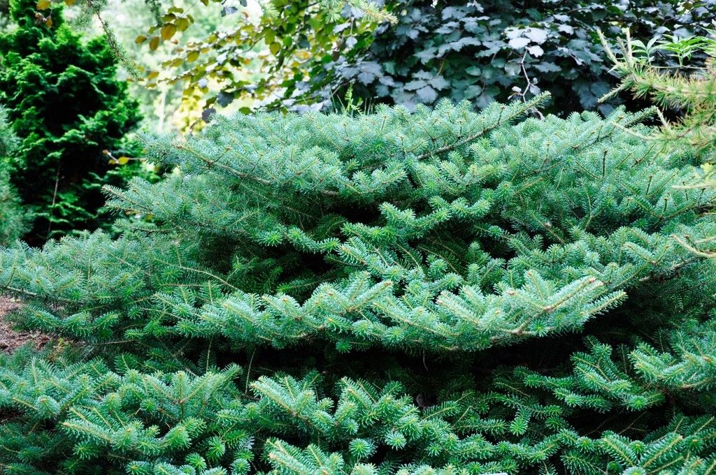 abies koreana blauer pfif 1