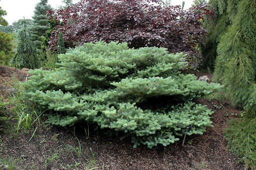 abies koreana blauer pfif 2