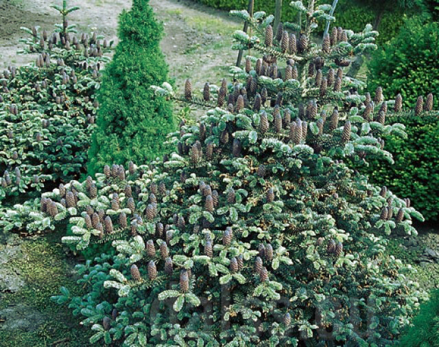 abies koreana blauer pfif 3