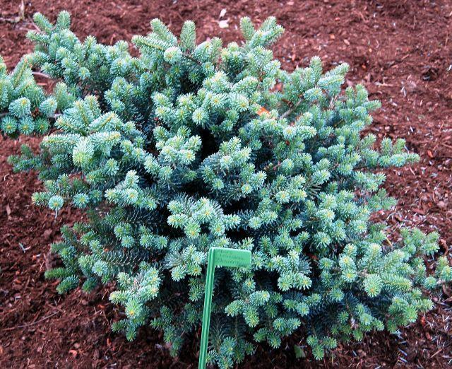 abies koreana blauer pfif