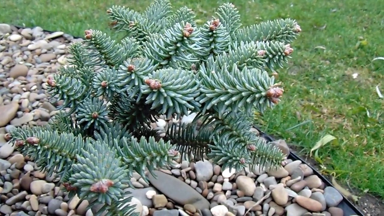 abies pinsapo horstmann 1