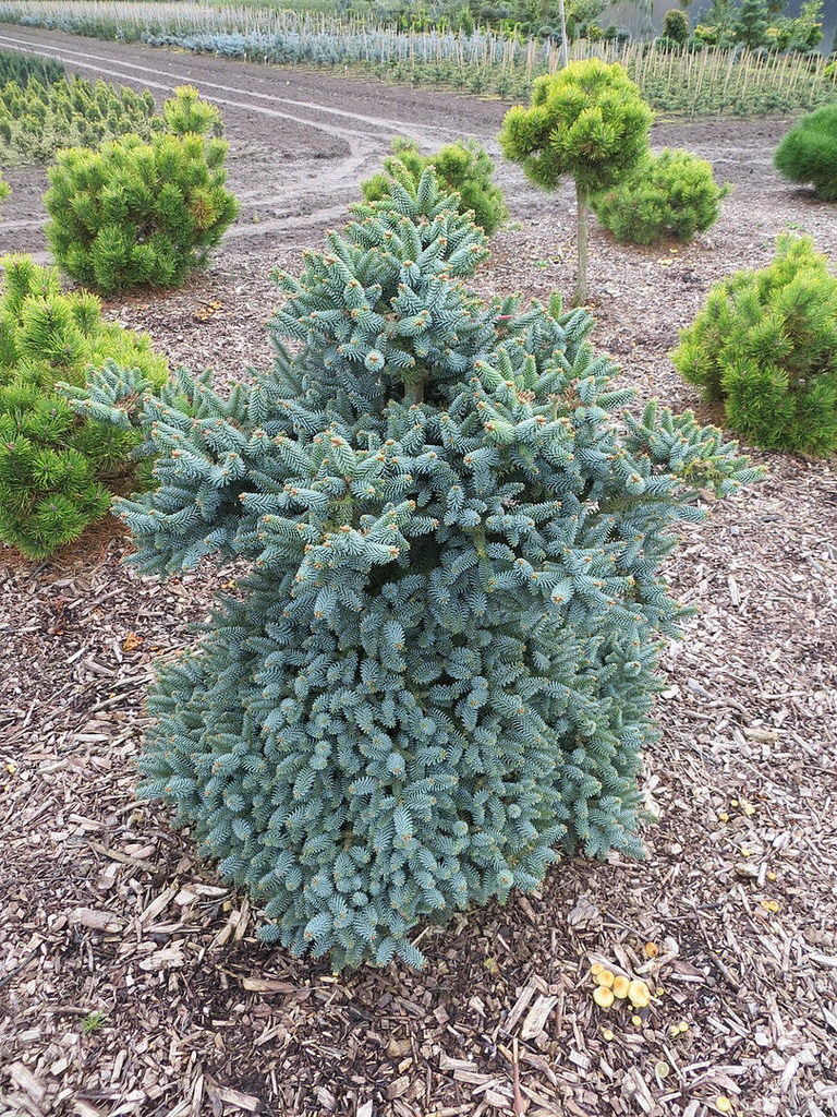 abies pinsapo horstmann 2