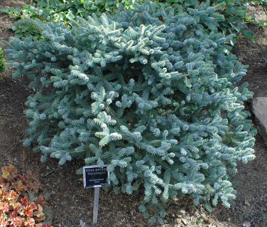abies pinsapo horstmann