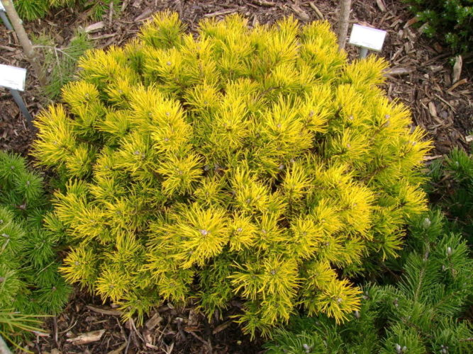 pinus mugo carsten 1