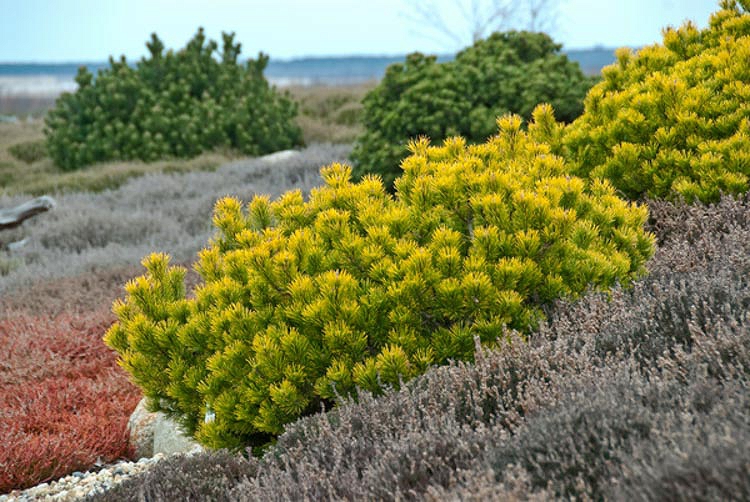 pinus mugo carsten 2
