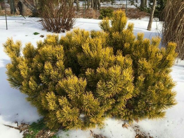 pinus mugo carsten 3