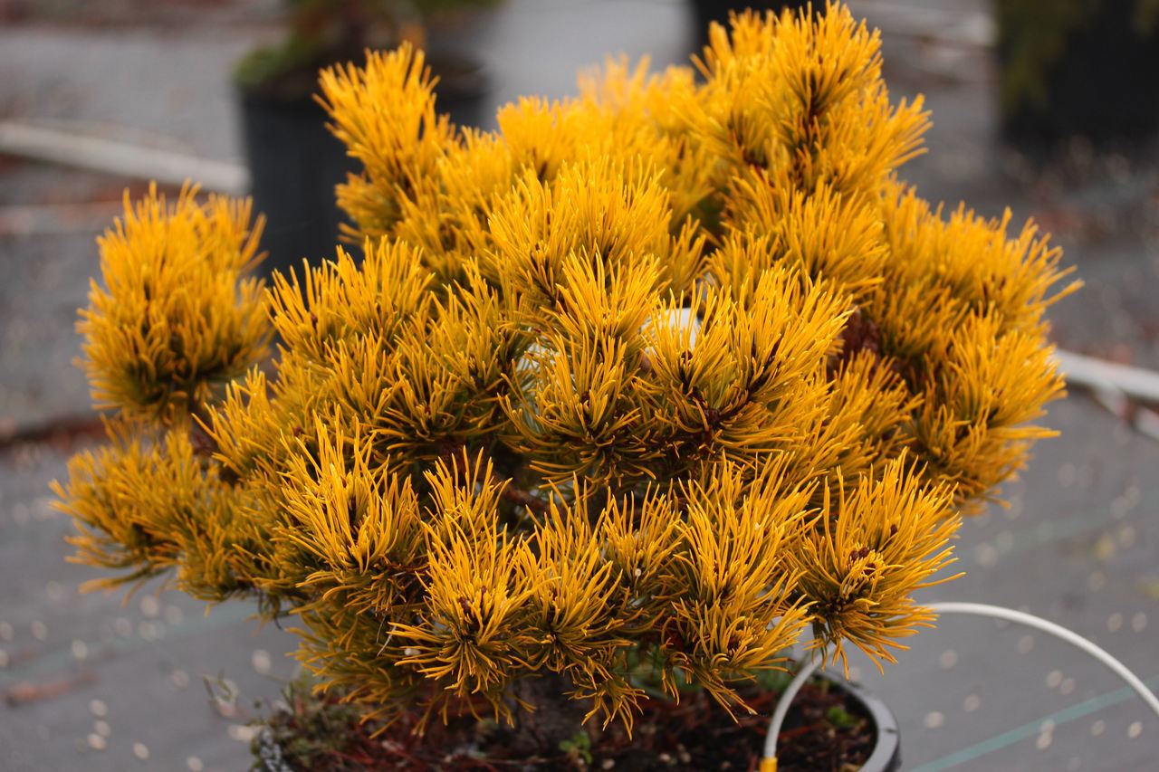 pinus mugo carsten