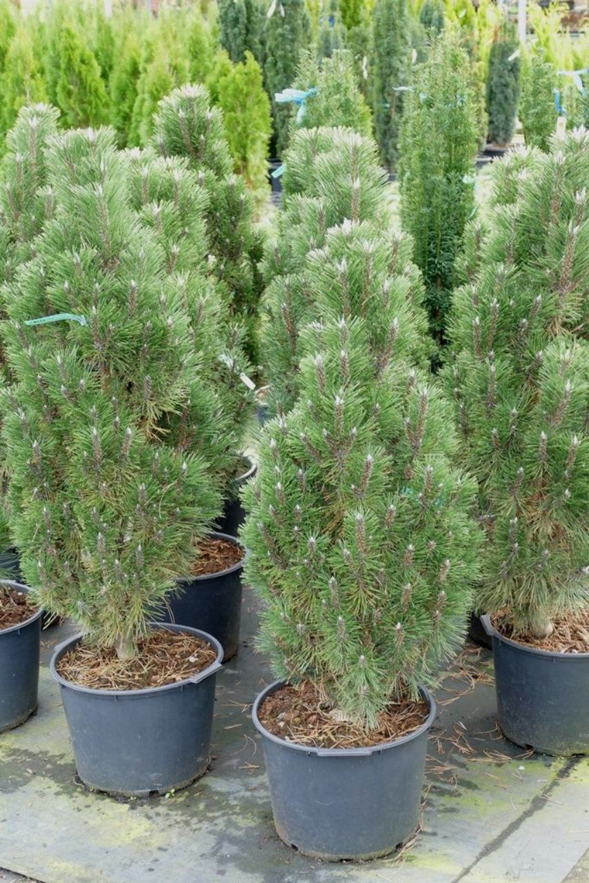 pinus nigra richard 1