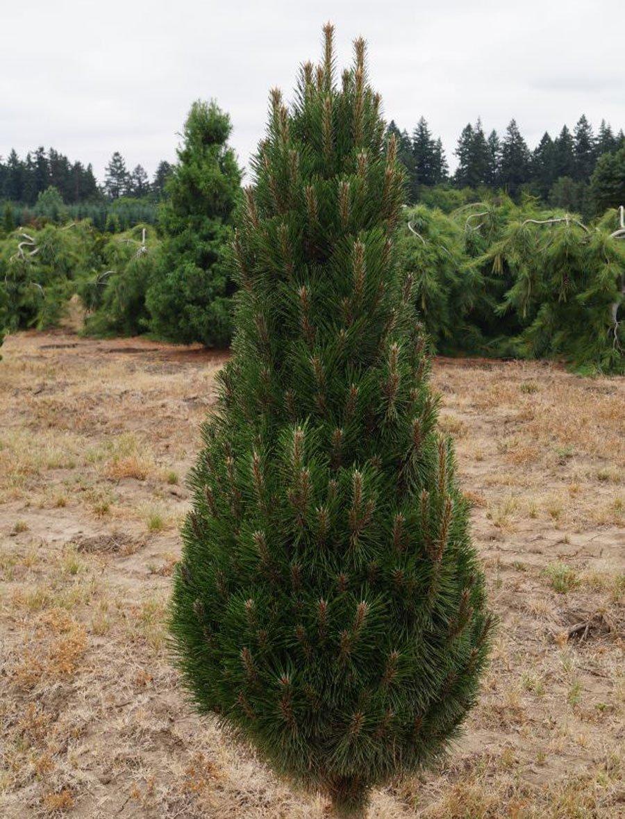 pinus nigra richard 2