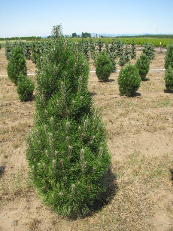 pinus nigra richard 4