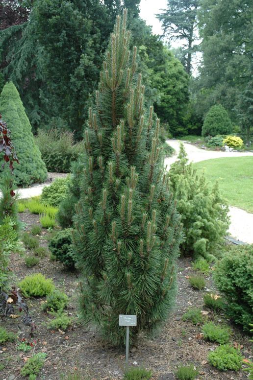pinus nigra richard