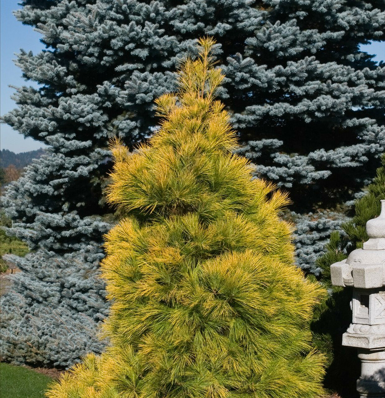 pinus strobus louie 2
