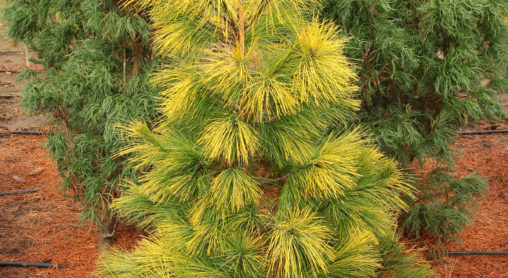 pinus strobus louie