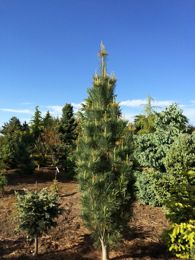 pinus strobus stowe pillar 3