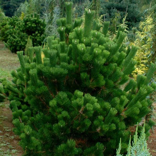 pinus thunbergii banshosho 1