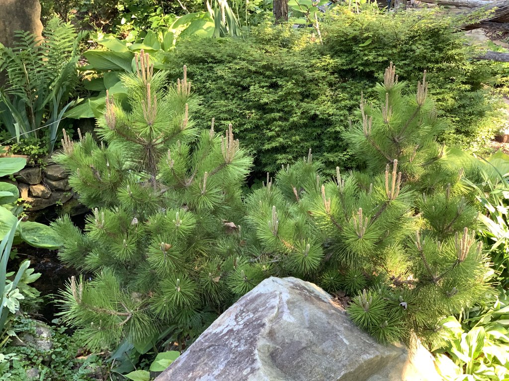 pinus thunbergii banshosho 2