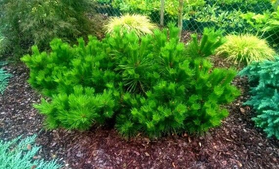 pinus thunbergii banshosho