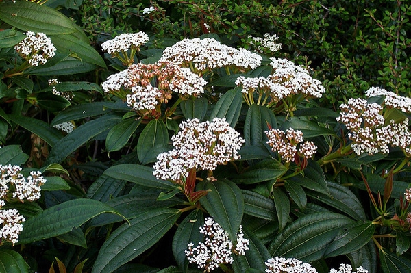 viburnum davidii 1