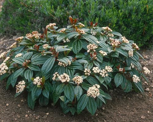 viburnum davidii 2
