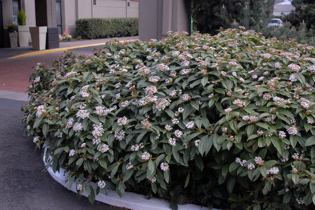 viburnum davidii