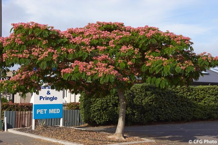 Albizia Ombrella 1
