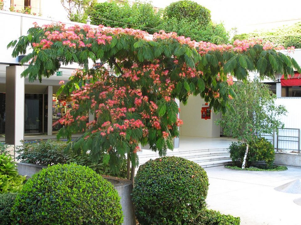 Albizia Ombrella 2