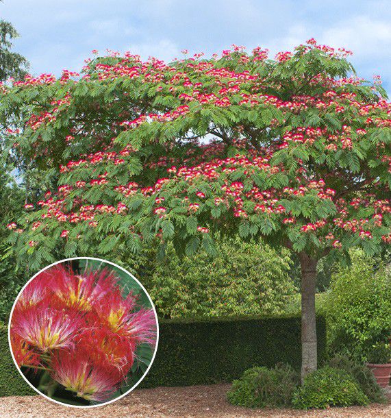 Albizia Ombrella