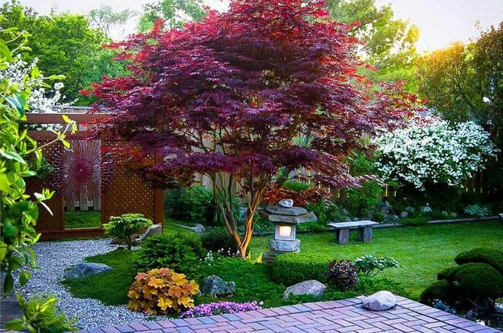 acer palmatum bloodgood 1