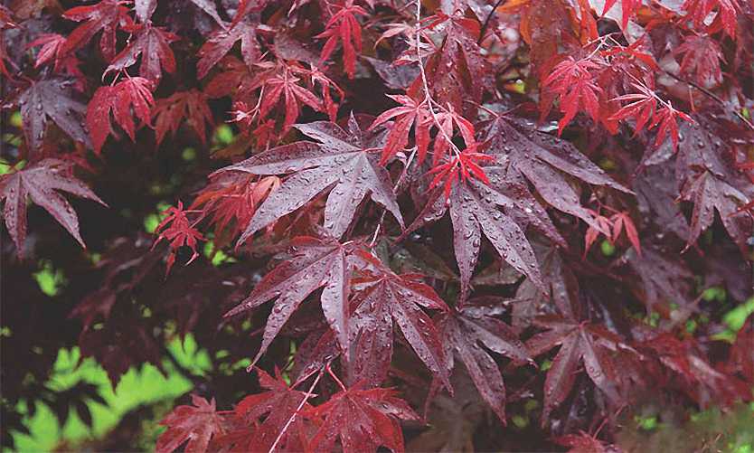 acer palmatum bloodgood