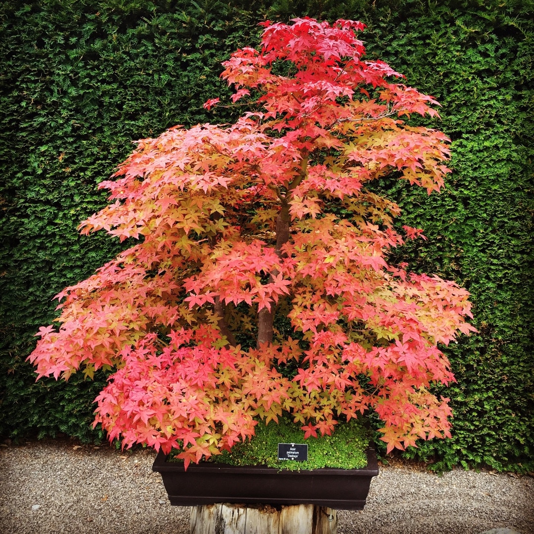acer palmatum deshojo 1