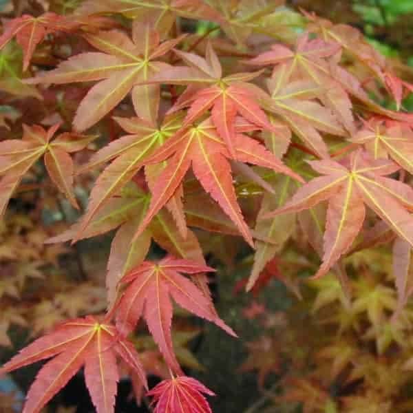 acer palmatum deshojo 2