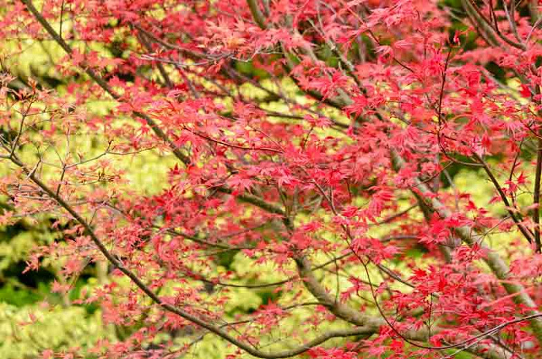 acer palmatum deshojo