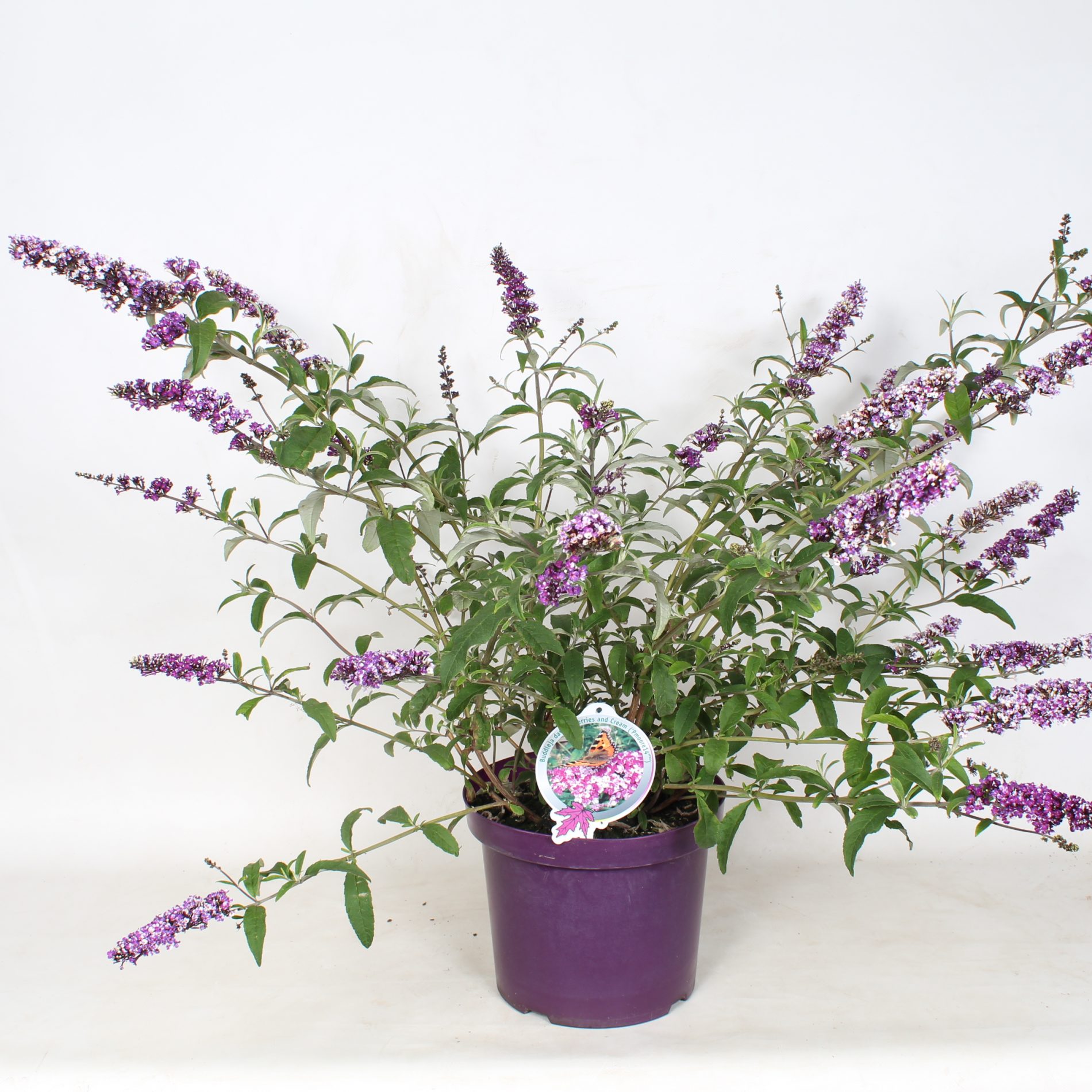 buddleja berries and cream 1