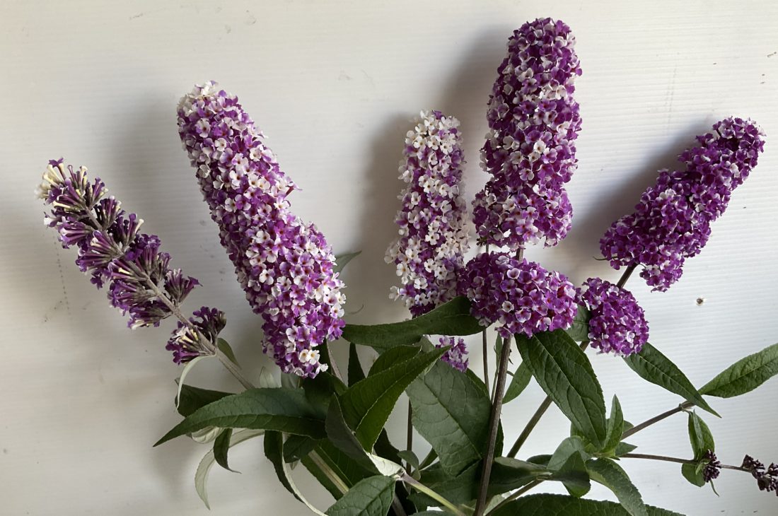 buddleja berries and cream 2