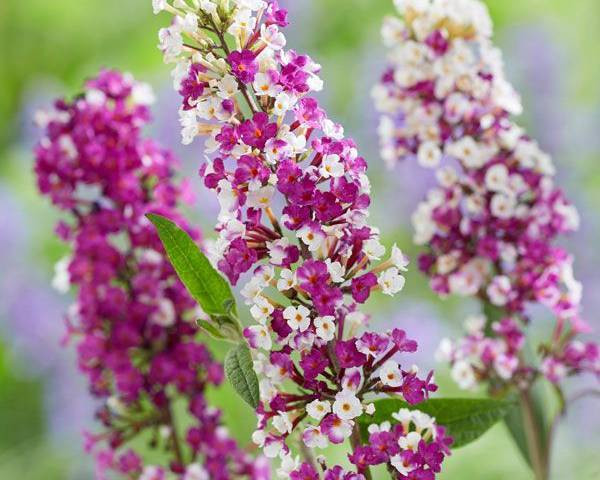 buddleja berries and cream