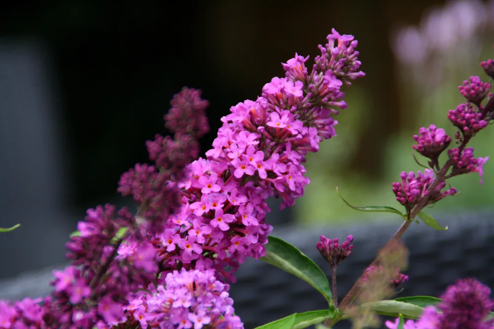 buddleja tutti frutti 1