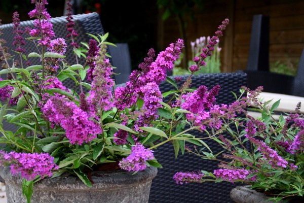 buddleja tutti frutti 2