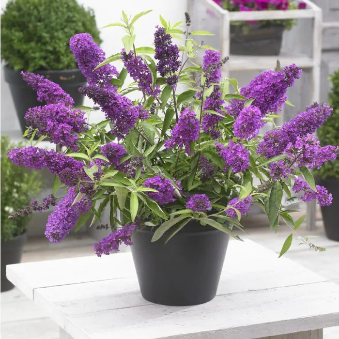 buddleja tutti frutti