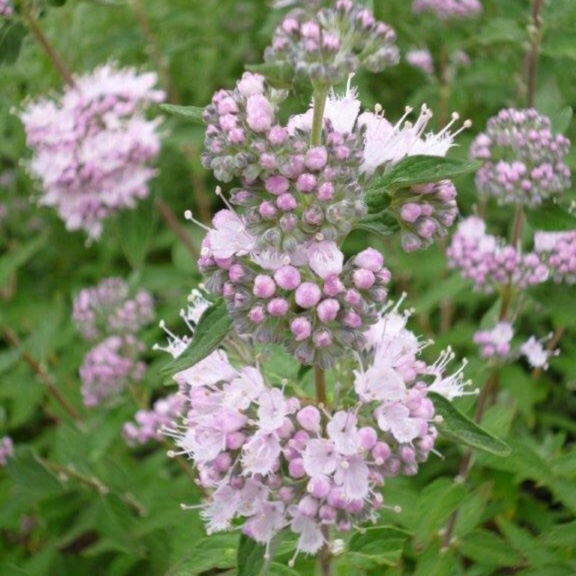 caryopteris stephi 1