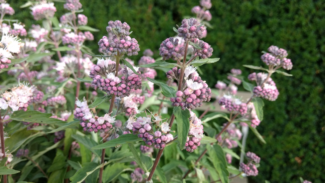 caryopteris stephi