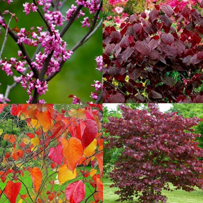 cercis forest pansy 1