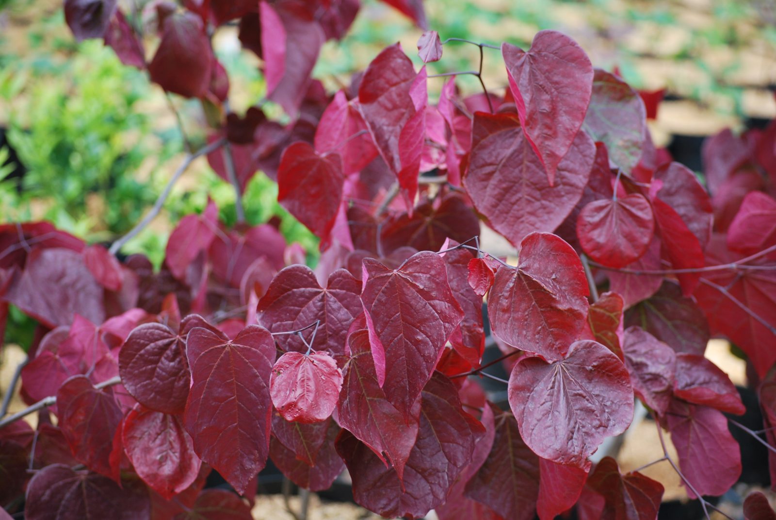 cercis forest pansy