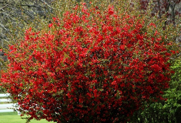 chaenomeles texas scarlet 1